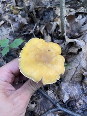 Cantharellus