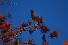Acridotheres tristis