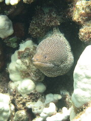 Gymnothorax meleagris