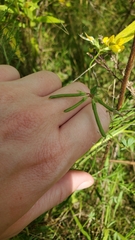 Lotus corniculatus