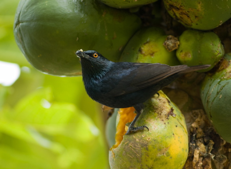 Striated Starling
