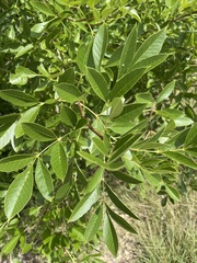 Fraxinus berlandieriana