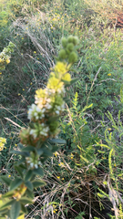 Lespedeza capitata