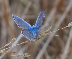 Polyommatus thersites