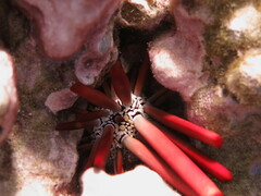 Heterocentrotus mamillatus