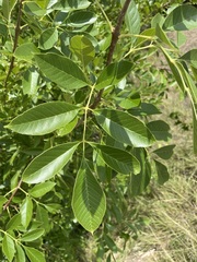 Fraxinus berlandieriana