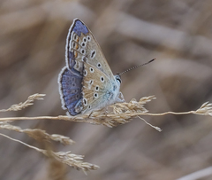 Polyommatus thersites