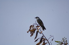 Lalage leucopyga