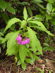 Impatiens balsamina