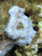 Montipora patula