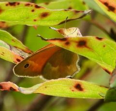Coenonympha california