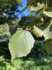 Corylus