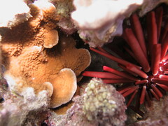Montipora patula
