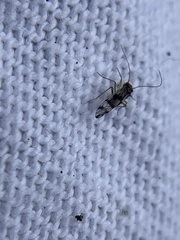 Propsocus pulchripennis