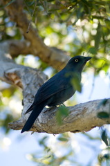 Coracina caledonica caledonica