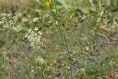Apioideae