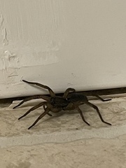 Tigrosa helluo
