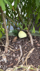 Leucocoprinus birnbaumii