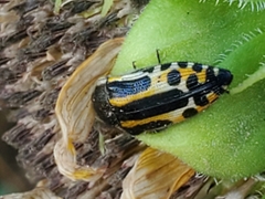 Acmaeodera scalaris