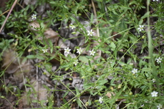 Arenaria