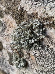 Physcia adscendens