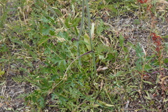 Apioideae