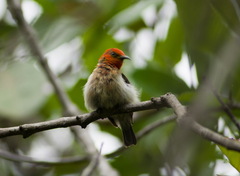 Myzomela caledonica