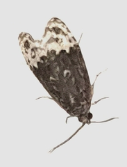 Apotomis betuletana