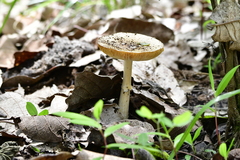 Volvopluteus gloiocephalus