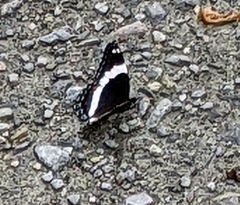 Limenitis arthemis arthemis