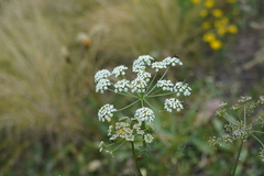 Apioideae