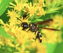 Hymenoptera