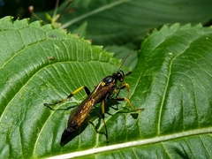 Ichneumon