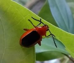 Disonycha discoidea