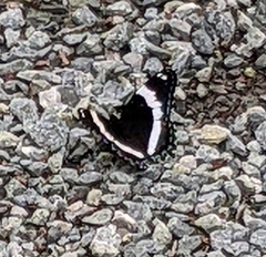 Limenitis arthemis arthemis