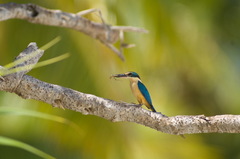 Todiramphus sanctus macmillani