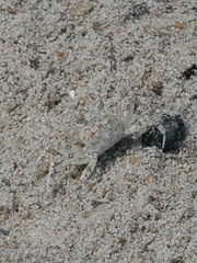 Ocypode quadrata