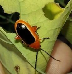 Disonycha discoidea
