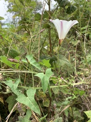 Calystegia