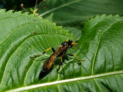 Ichneumon