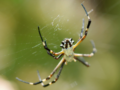 Argiope argentata