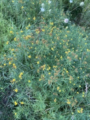 Euthamia graminifolia