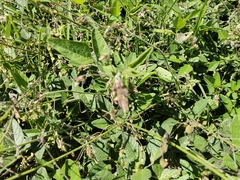 Desmodium