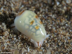 Gibberula secreta