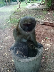 Allenopithecus nigroviridis