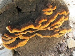 Fuscoporia gilva