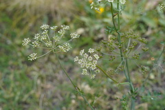 Apioideae