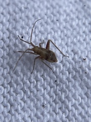 Phytocoris