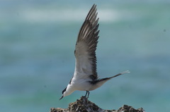 Onychoprion fuscatus