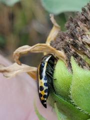 Acmaeodera scalaris